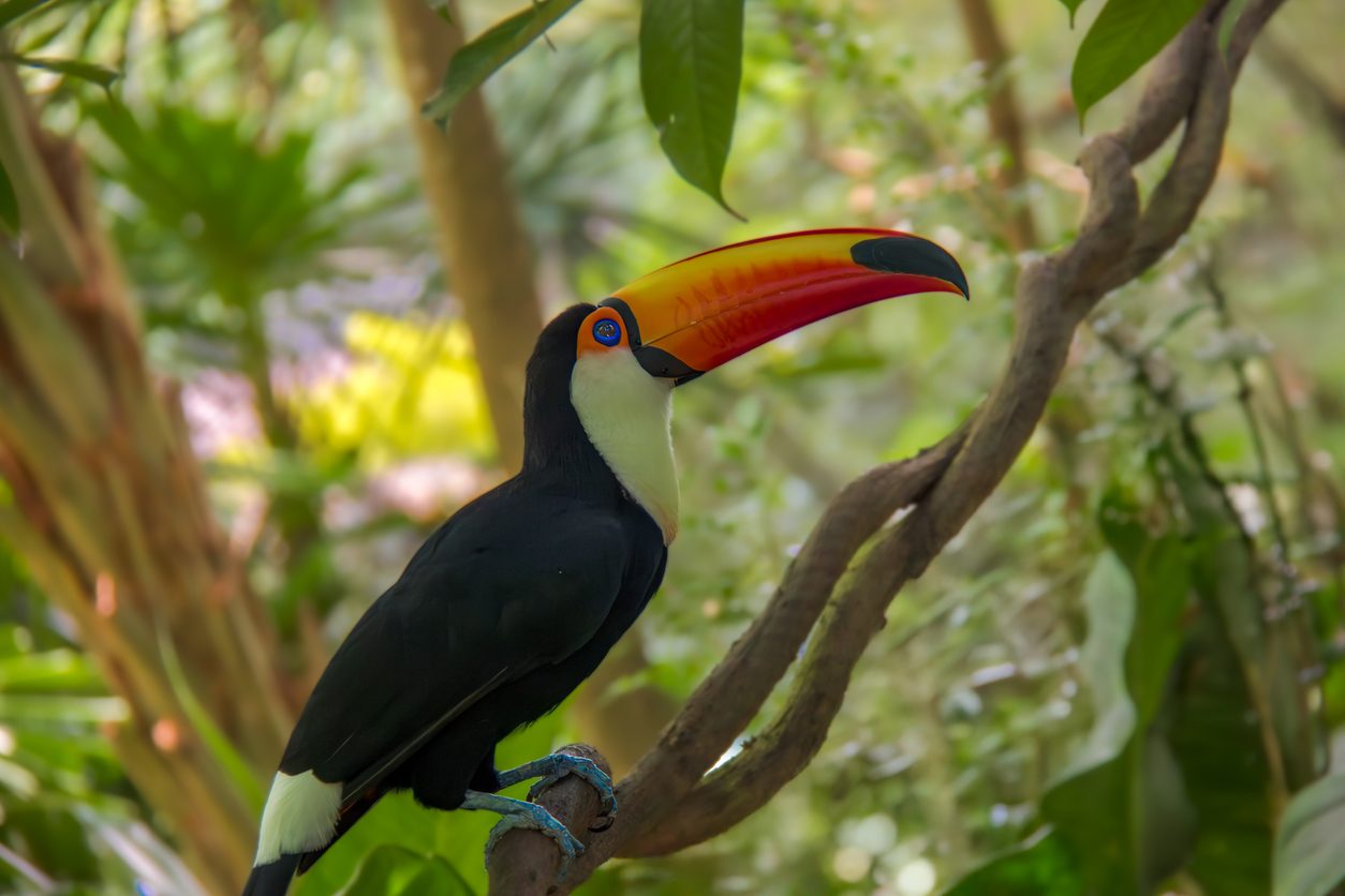 Singapore Ultimate Wildlife Escape