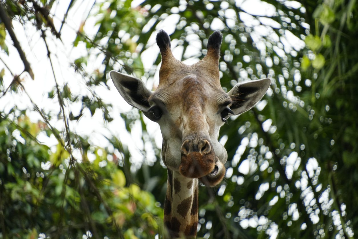 Singapore Ultimate Wildlife Escape
