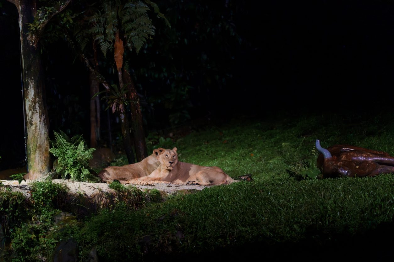 Night Safari with Dinner