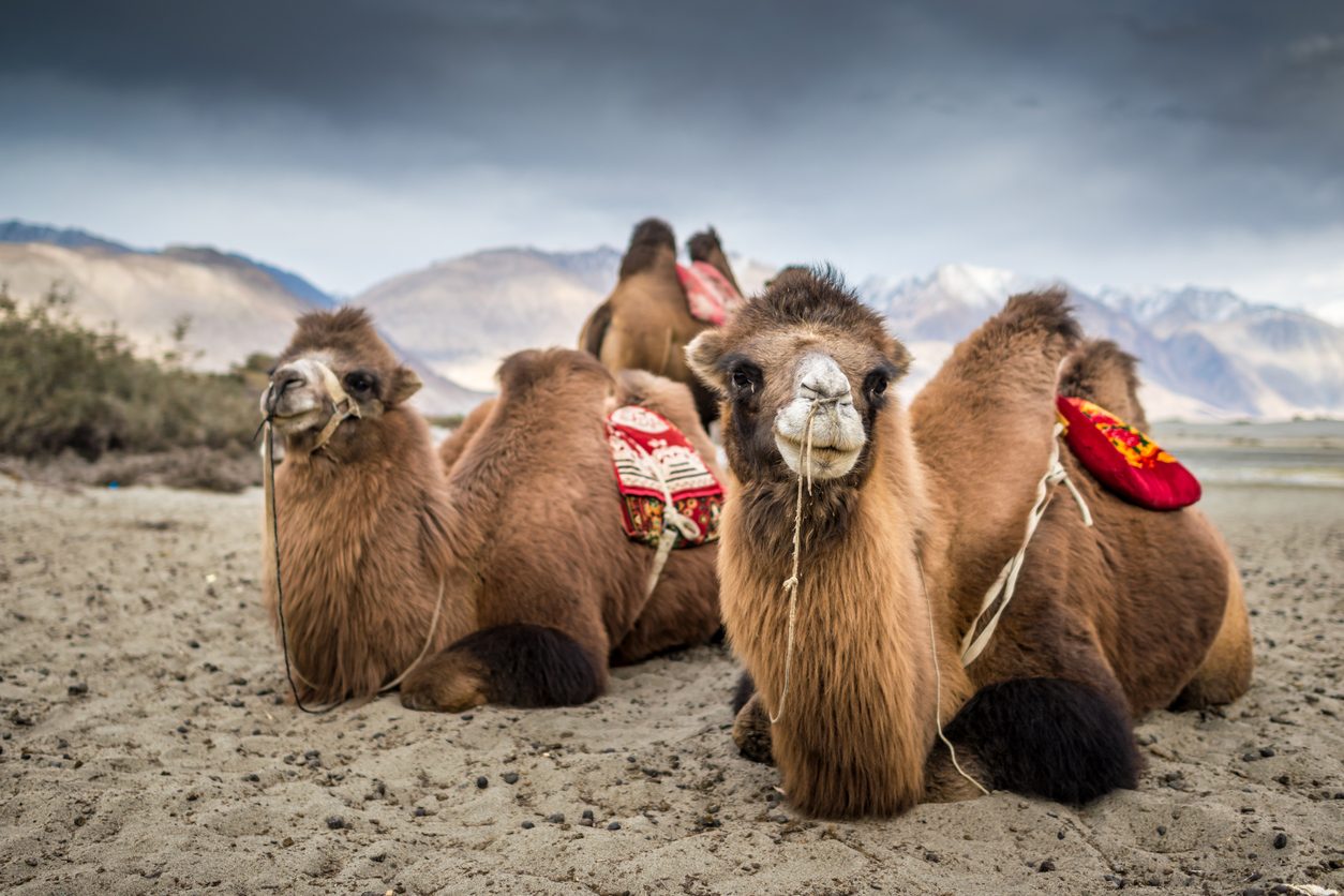 Leh – Khardung La – Nubra Valley