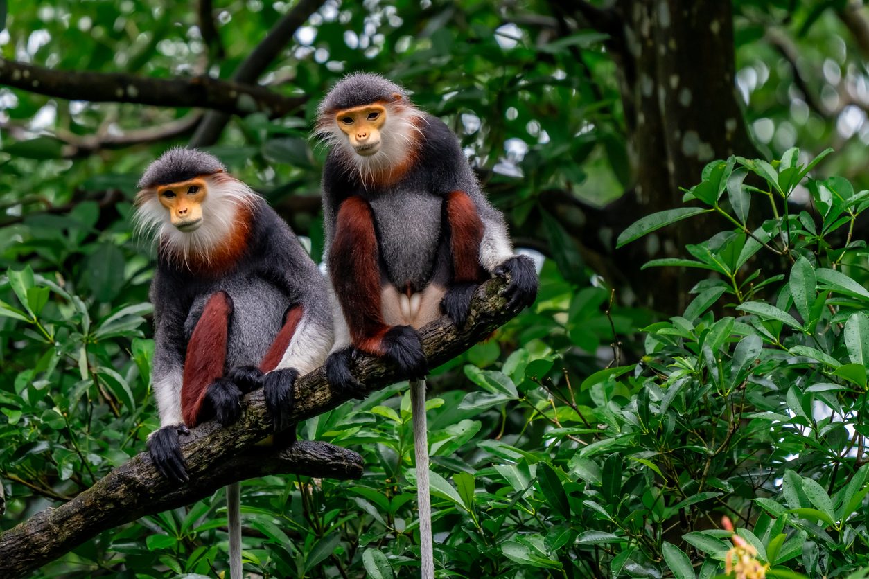Singapore Ultimate Wildlife Escape