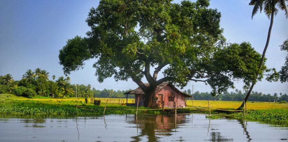 Alleppey backwaters