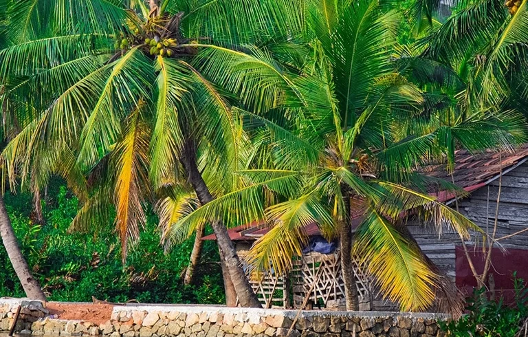 View from houseboat in backwaters in Kerala