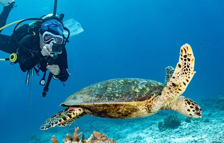 Female scuba diver taking a photo of Hawksbill Turtle swimming over coral reef in the blue sea. Marine life and Underwater world concepts