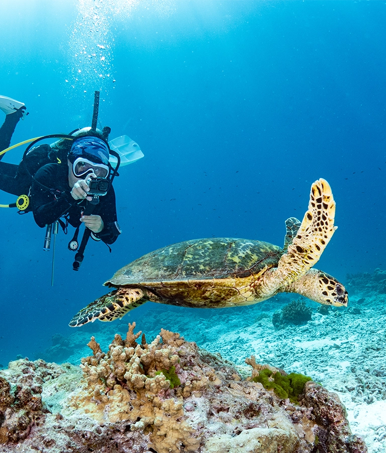 Female scuba diver taking a photo of Hawksbill Turtle swimming over coral reef in the blue sea. Marine life and Underwater world concepts