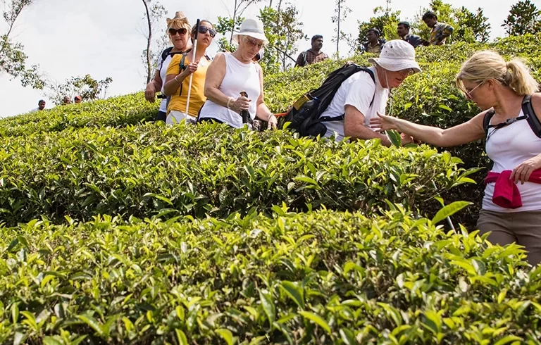 Group of hikers walking through the tea plantations in the Letchi Hills in Munnar, India. Some members of the group are visually impaired and are being guided by other members.