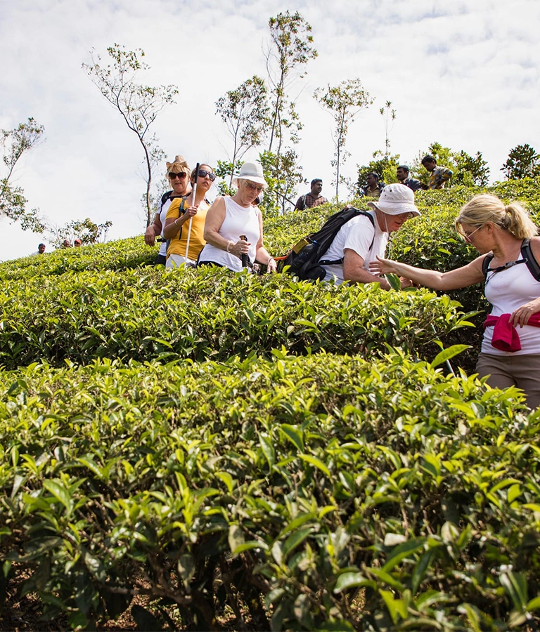 Group of hikers walking through the tea plantations in the Letchi Hills in Munnar, India. Some members of the group are visually impaired and are being guided by other members.